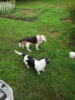 Safe Beagle in Houston, TX