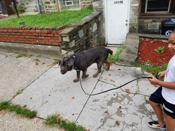 Safe Dog in Philadelphia, PA US
