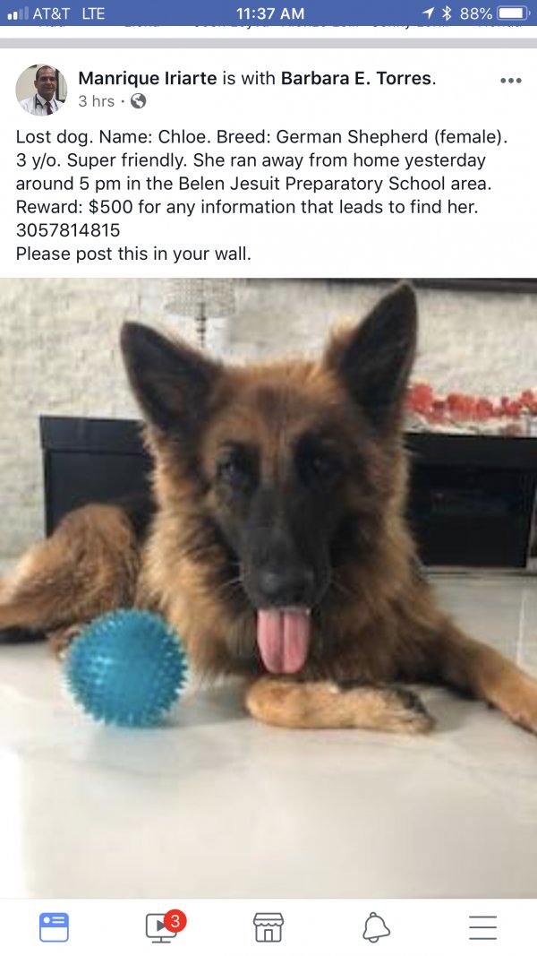 Safe German Shepherd Dog in Miami, FL