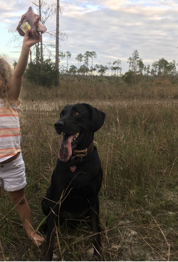 Safe Labrador Retriever in Naples, FL