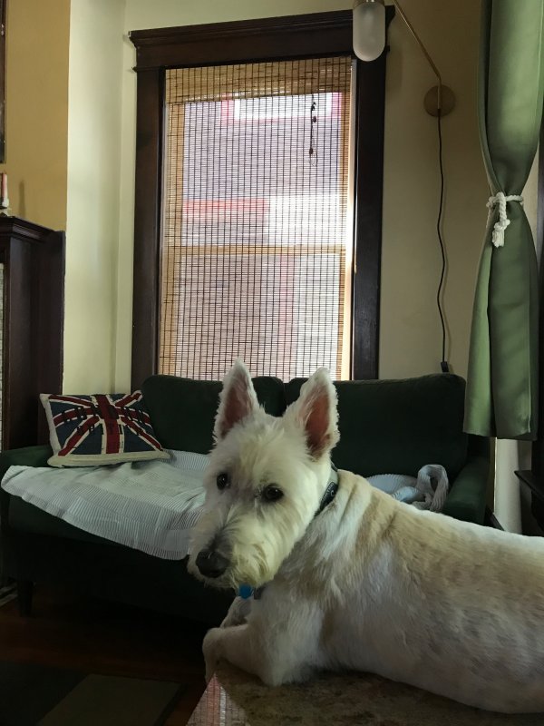 Safe West Highland White Terrier in Kansas City, MO