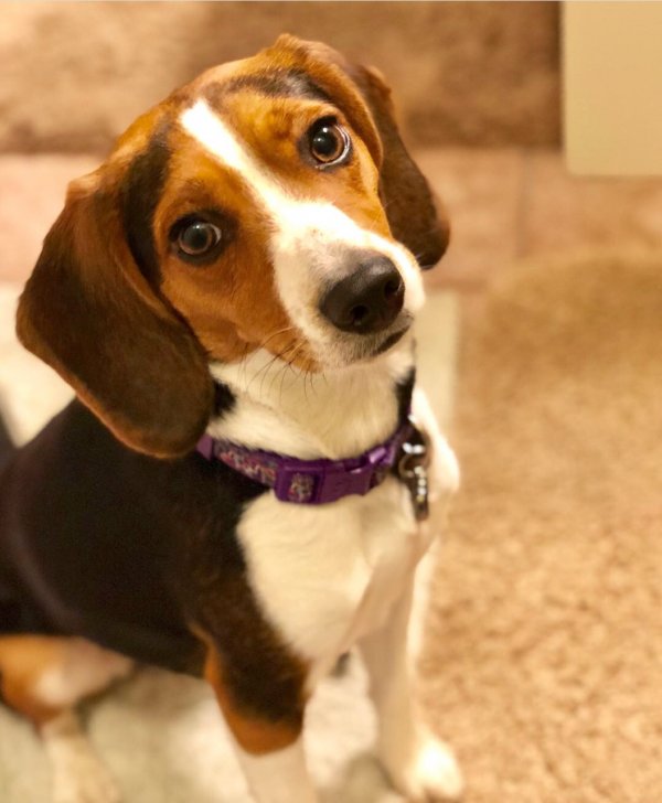 Safe Beagle in Cathedral City, CA
