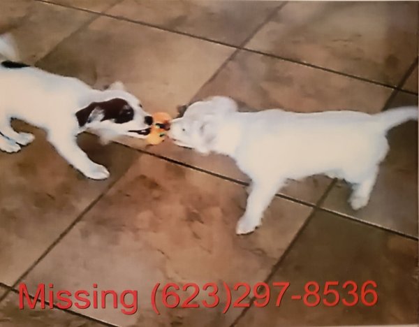 Safe Jack Russell Terrier in Glendale, AZ