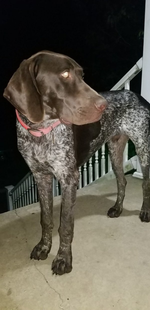 Safe German Shorthaired Pointer in Wrightsville, PA