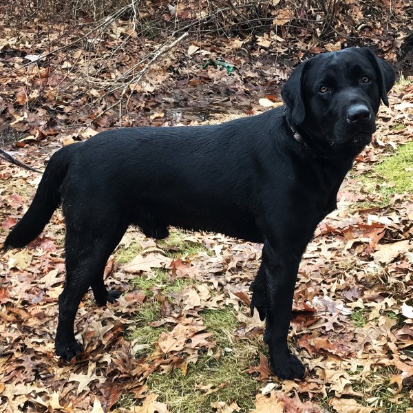 Safe Labrador Retriever in Mantua, OH