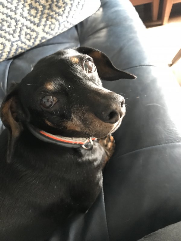 Safe Dachshund in Nashville, TN