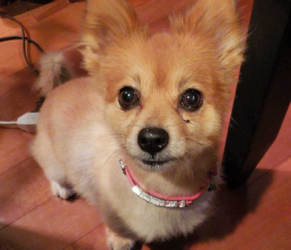 Safe Pomeranian in Kingwood, TX