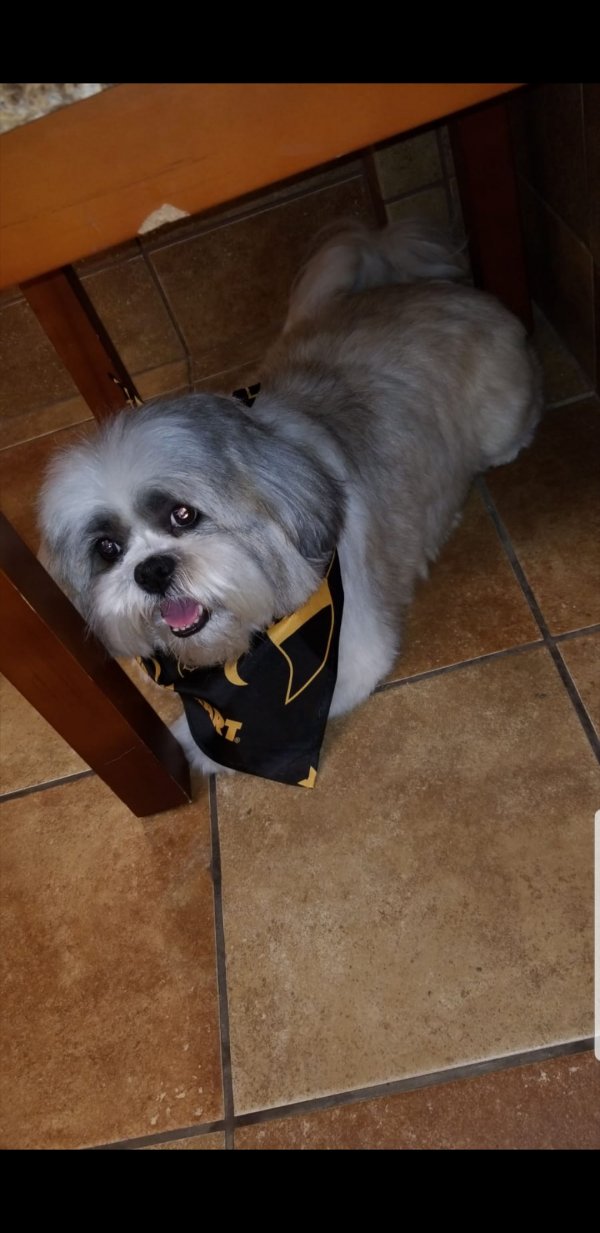 Safe Shih Tzu in Fort Lauderdale, FL