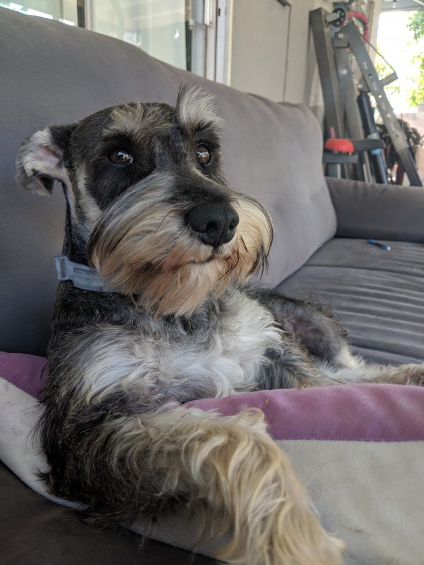 Safe Miniature Schnauzer in San Bernardino, CA