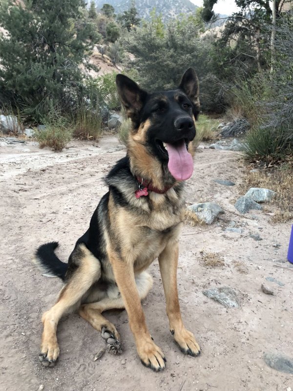 Safe German Shepherd Dog in Mission Hills, CA