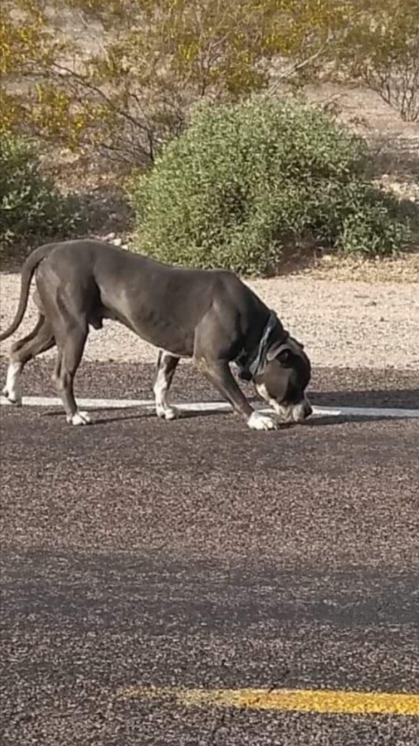 Safe Pit Bull in Buckeye, AZ