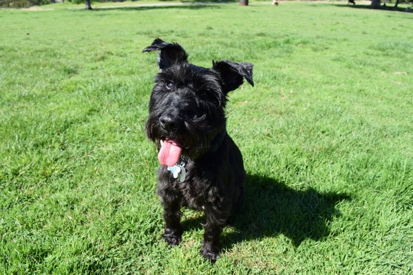 Safe Miniature Schnauzer in Los Angeles, CA