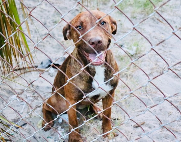 Safe Pit Bull in Hudson, FL