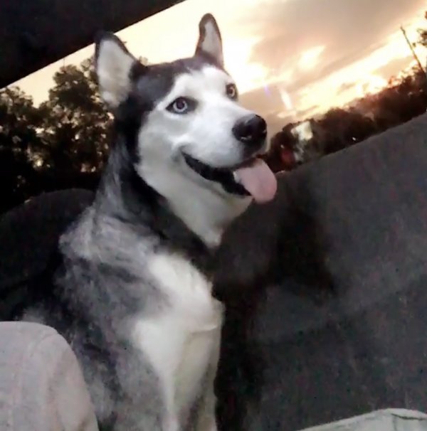 Safe Siberian Husky in Houston, TX