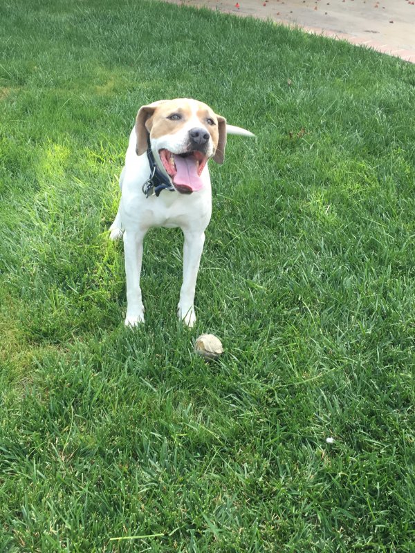 Safe American Staffordshire Terrier in Lake Forest, CA