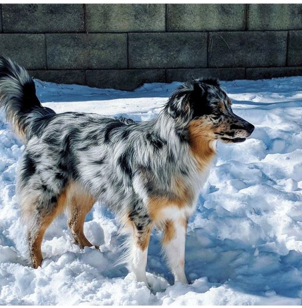 Safe Australian Shepherd in Franktown, CO