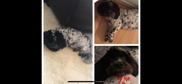 Safe Cocker Spaniel in Pompano Beach, FL