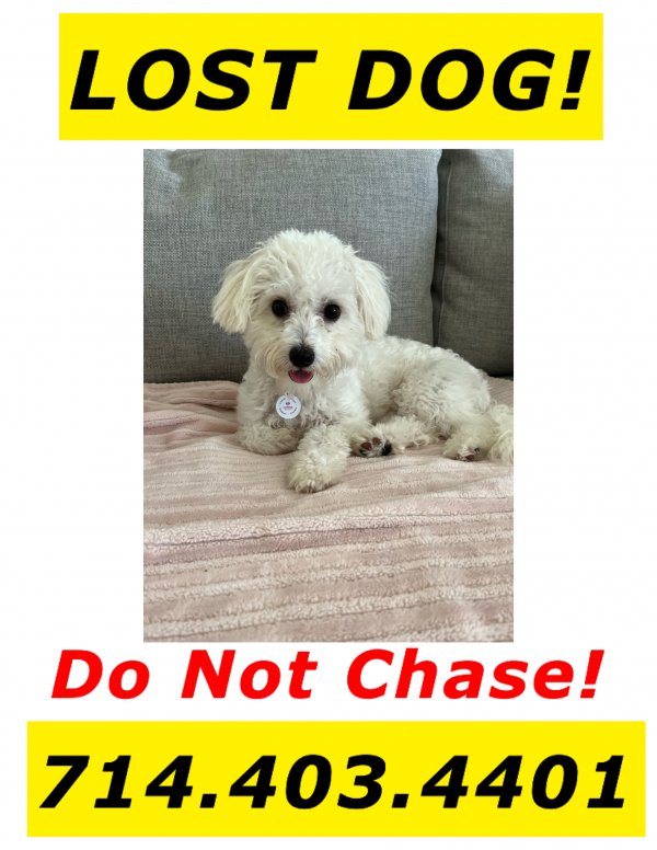 Safe Maltese in Huntington Beach, CA
