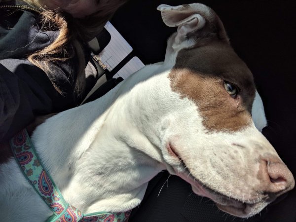 Safe Pit Bull in Denver, CO