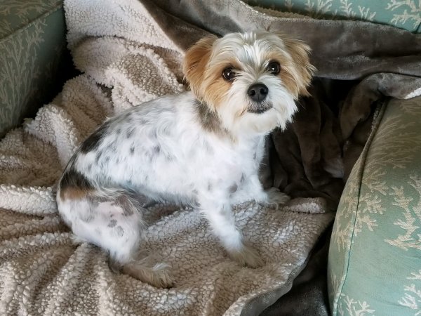 Safe Yorkshire Terrier in Boyd, TX