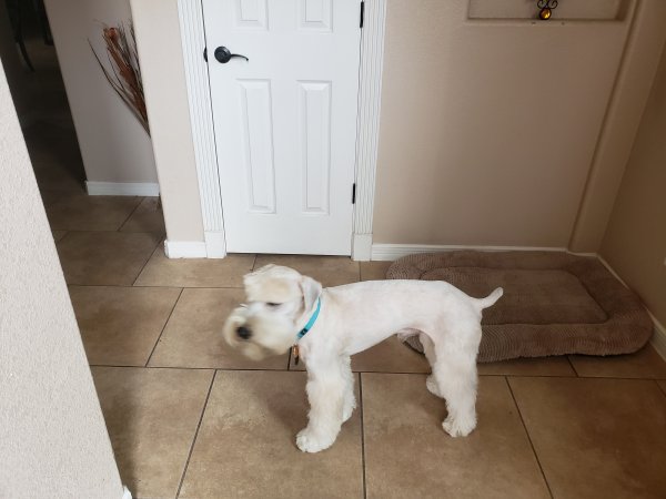 Safe Soft Coated Wheaten Terrier in El Paso, TX