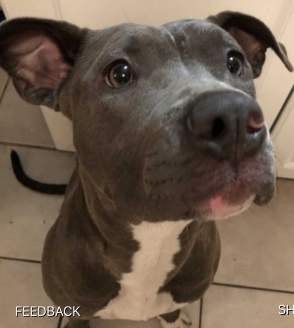 Safe Pit Bull in Pittsburg, CA