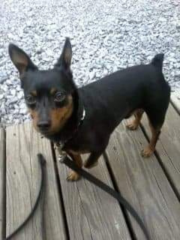 Safe Miniature Pinscher in Vinton, VA