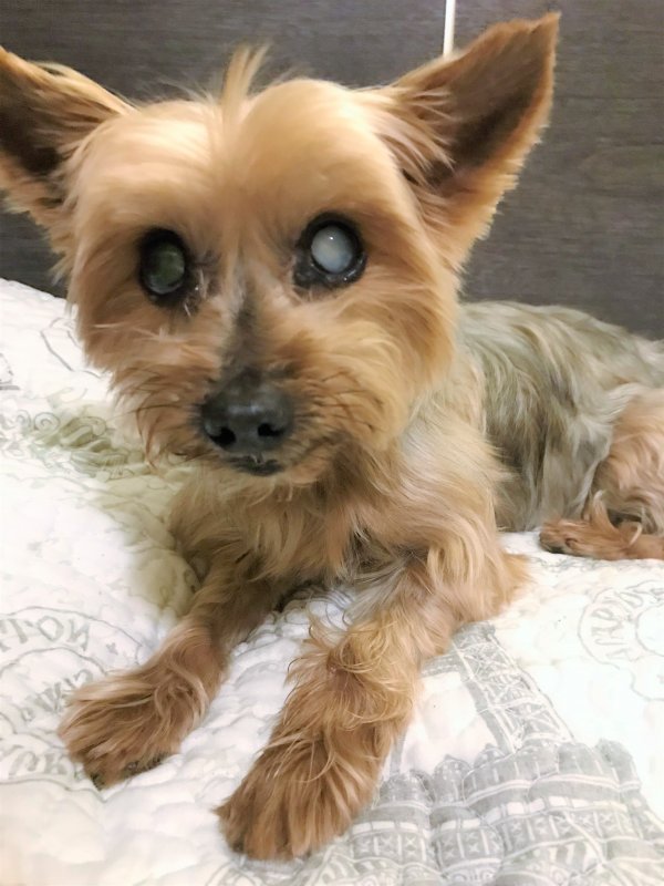 Safe Yorkshire Terrier in Miami, FL