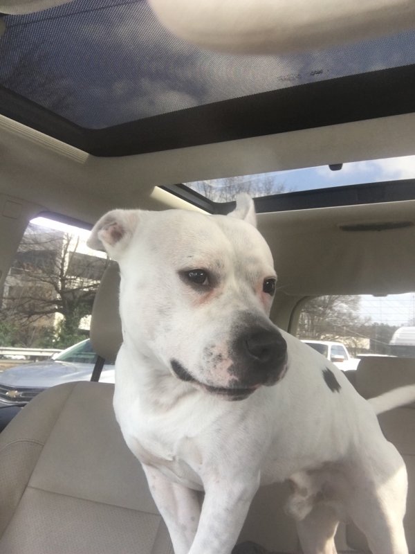 Safe Staffordshire Bull Terrier in Stone Mountain, GA