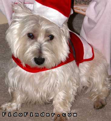 Safe West Highland White Terrier in Wellington, FL