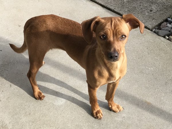 Safe Miniature Pinscher in Seaside, CA