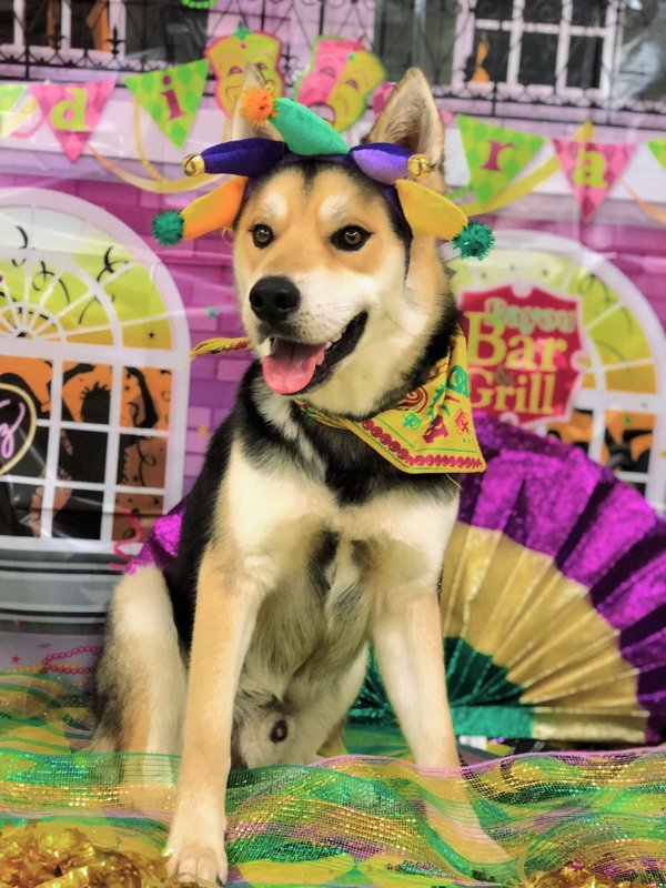 Safe Shiba Inu in Pasadena, TX