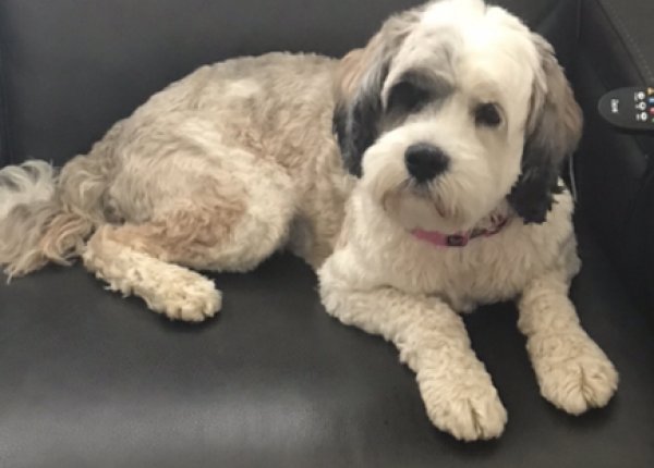 Safe Tibetan Terrier in Owings Mills, MD