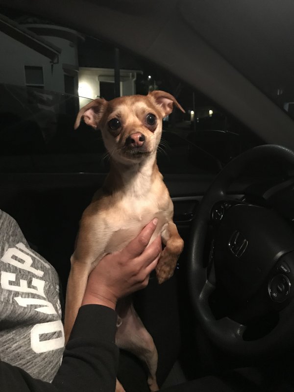 Safe Chihuahua in Yuba City, CA