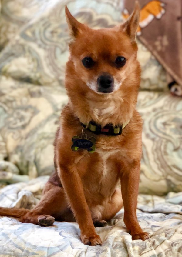 Safe Chihuahua in Las Vegas, NV