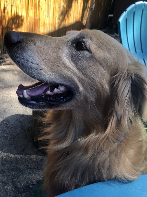 Safe Golden Retriever in La Mirada, CA