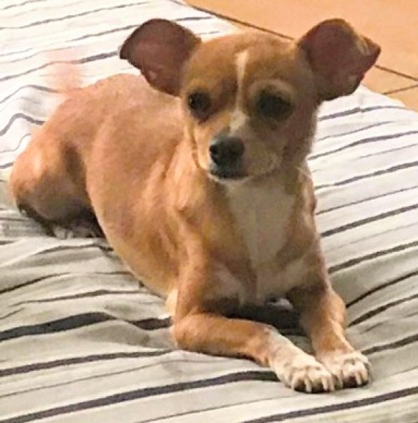 Safe Chihuahua in Phoenix, AZ