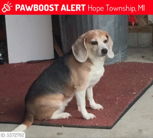 Safe Beagle in Midland, MI