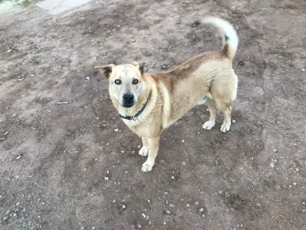 Safe Golden Retriever in Phoenix, AZ