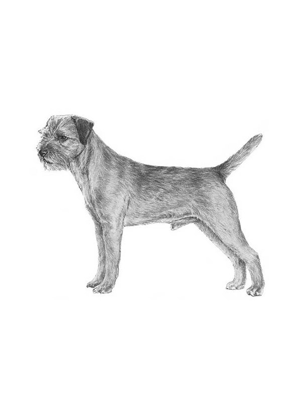 Safe Border Terrier in Portland, OR