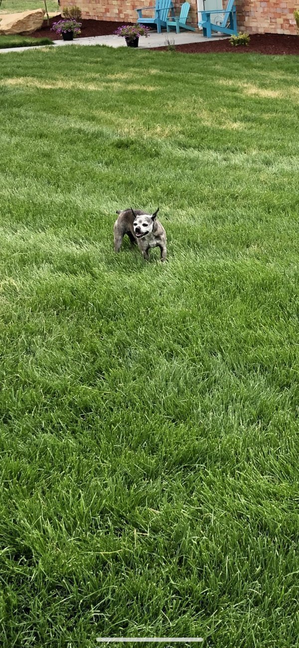 Safe Boston Terrier in Fort Lupton, CO