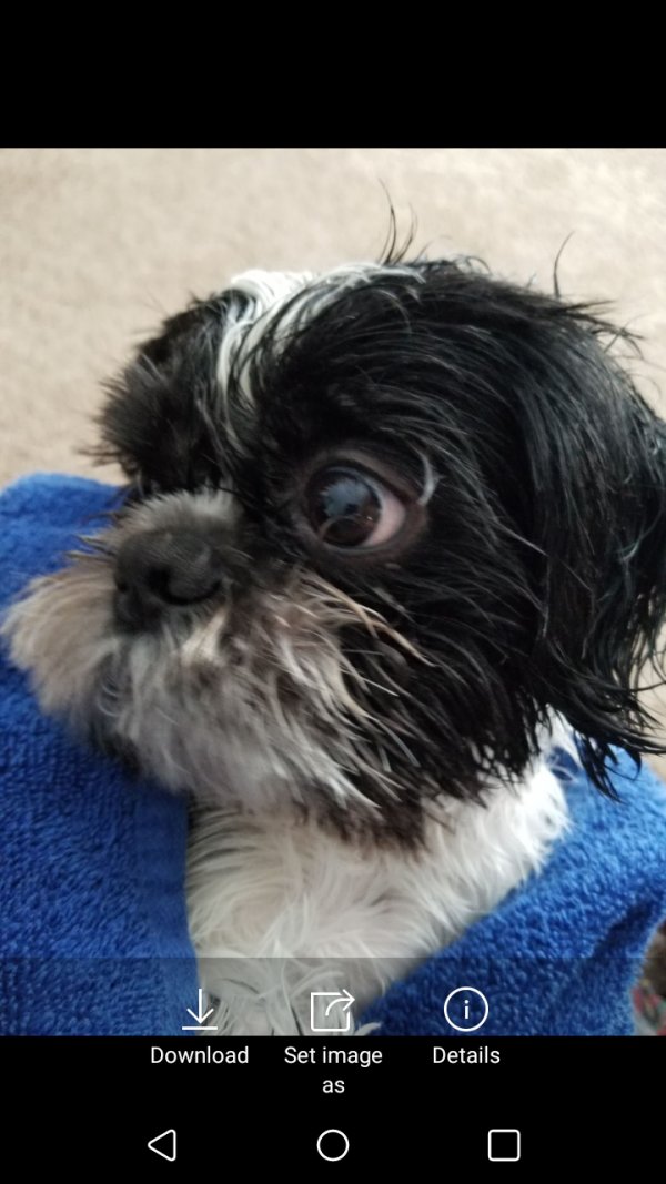 Safe Shih Tzu in Saint Paul, MN