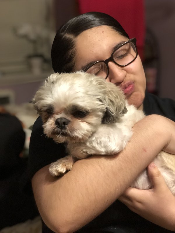 Safe Shih Tzu in Burlington, NC