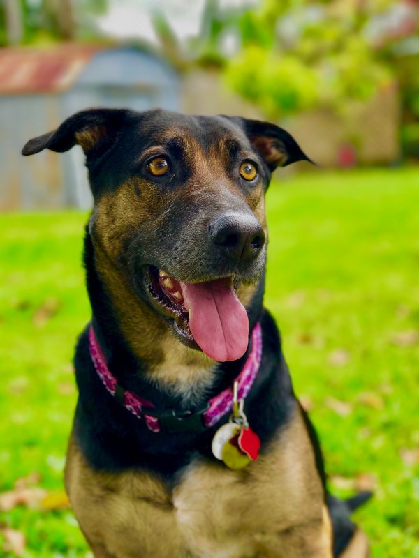 Safe German Shepherd Dog in MIAMI, FL