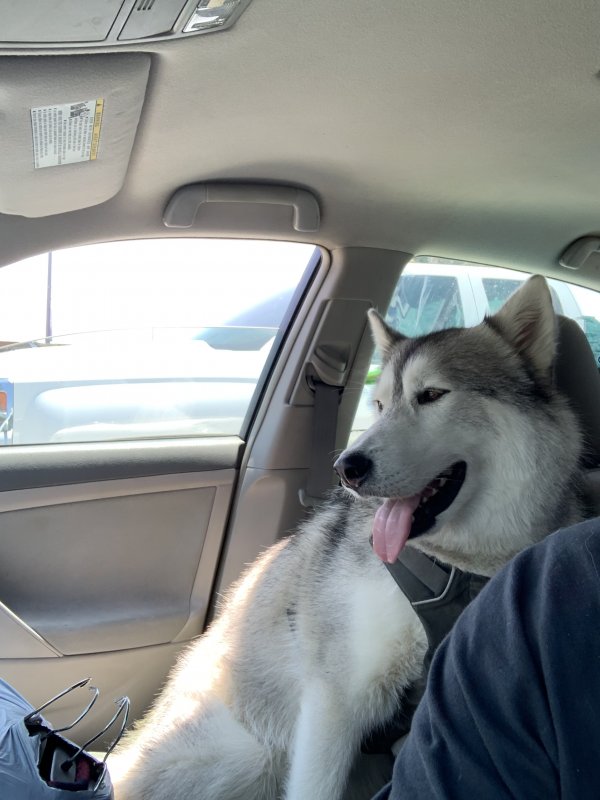 Safe Siberian Husky in Los Angeles, CA