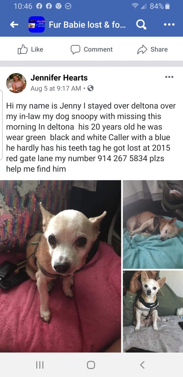 Safe Chihuahua in Deltona, FL