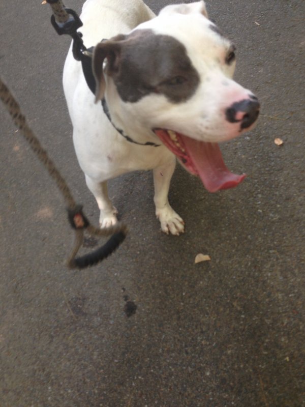 Safe Bull Terrier in Crozet, VA