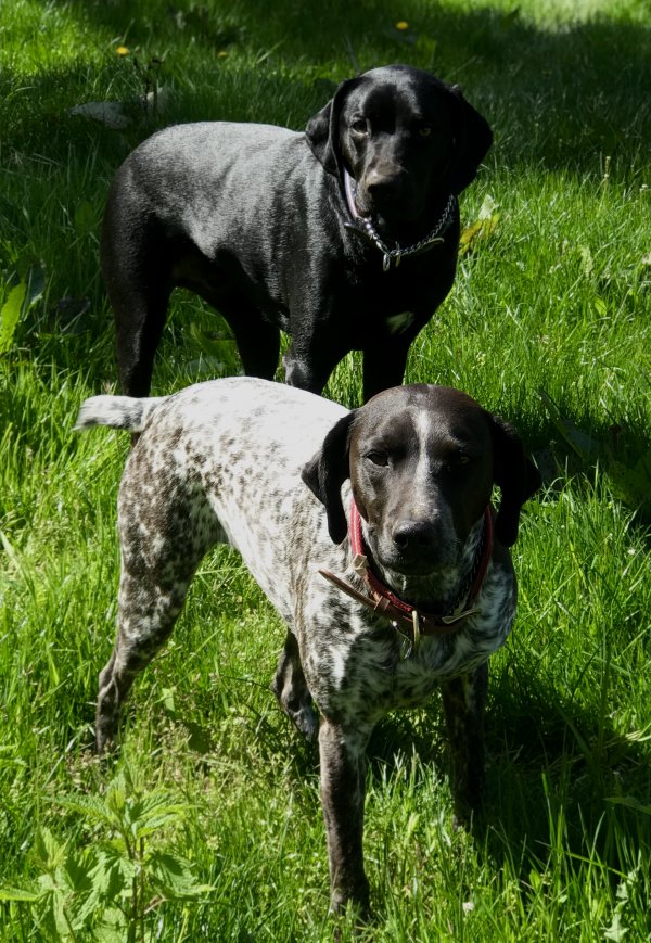 Safe German Shorthaired Pointer in Coupeville, WA US