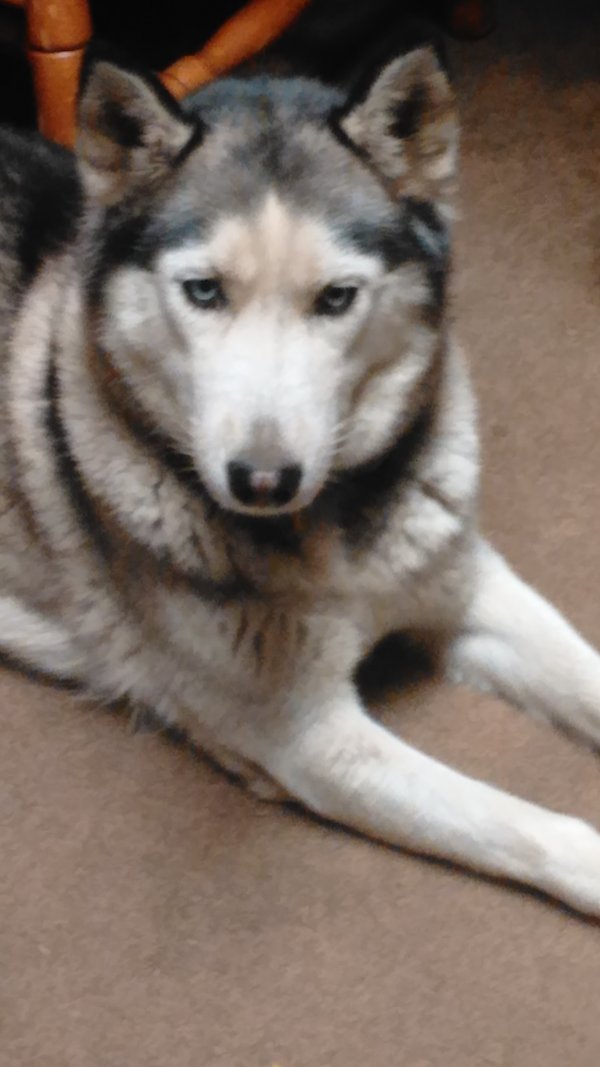 Safe Siberian Husky in Milton, FL