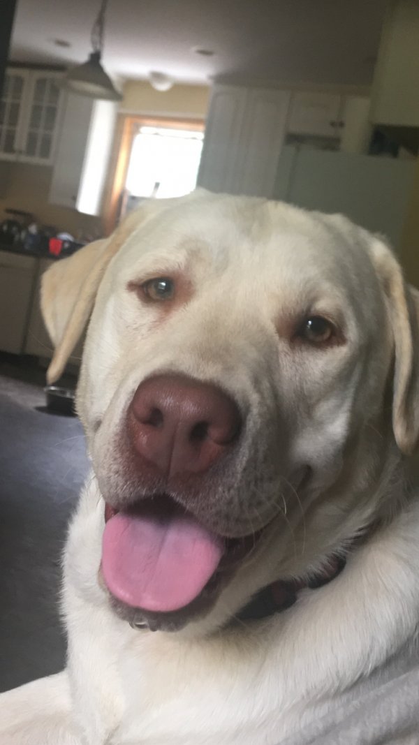 Safe Labrador Retriever in Ashaway, RI
